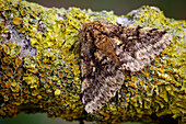 Brindled beauty moth