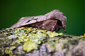 Hebrew character moth