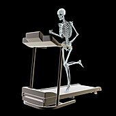 Skeleton running on a treadmill, illustration