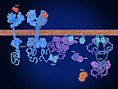 Raf-MEK-ERK pathway, illustration