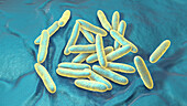 Cardiobacterium hominis bacteria, illustration.