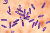 Clavibacter bacteria, illustration.