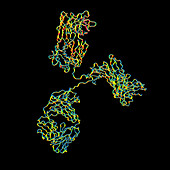 Immunoglobulin G antibody, molecular model