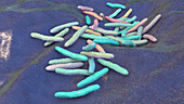 Mycobacterium ulcerans bacteria, illustration