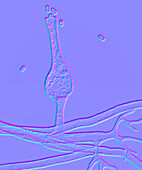 Saksenaea microscopic fungi, illustration