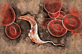 Chagas disease parasite, illustration