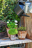 Planteringsbord med krukplantering och vattenkanna i trädgård