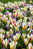 Tulpe (Tulipa) 'The First', Elfen-Krokus (Crocus tommasinianus) 'Barr's Purple'