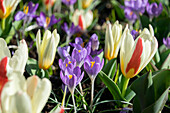Tulipa The First, Crocus Barr's Purple