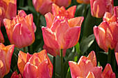 Tulpe (Tulipa) 'Passio Sweet'