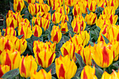Tulpe (Tulipa) 'Bonbini'
