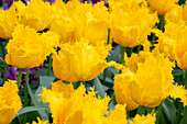 Tulipa Yellow Valery