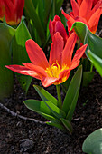 Tulpe (Tulipa) 'Scarlet Baby'