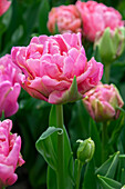 Tulpe (Tulipa) 'Touchstone'