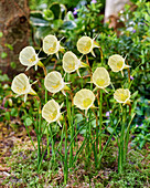 Reifrock-Narzisse (Narcissus bulbocodium) 'Spoirot'