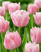 Tulpe (Tulipa) 'Dreamer'