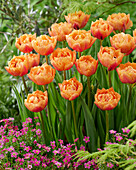 Tulipa Formule One