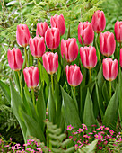 Tulpe (Tulipa) 'Pink Velvet'