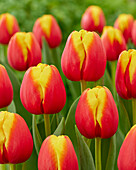 Tulpe (Tulipa) 'Pride of Europe'