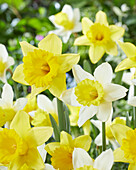 Narzisse (Narcissus) 'Rijnvelds Early Sensation', 'January Silver'