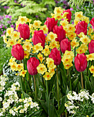 Tulpe (Tulipa) 'Lady van Eijk', Narzisse (Narcissus) 'Martinette'