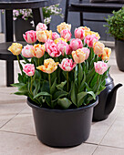 Tulpe (Tulipa) 'Foxtrot', 'Foxy Foxtrot'