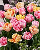 Tulpe (Tulipa) 'Foxtrot', 'Foxy Foxtrot'