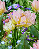 Tulpe (Tulipa) 'Password'