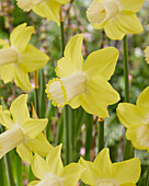 Narcissus Inca