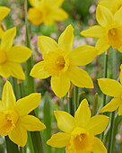 Narcissus Percuil