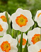 Narzisse (Narcissus) 'Conestoga'