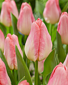 Tulipa Beauty Queen