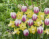 Tulpe (Tulipa) 'Librije', Narzisse (Narcissus) 'Inca'