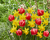 Tulpe (Tulipa) 'Feline' und Narzisse (Narcissus) 'Percuil'