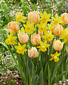 Tulipa Foxy Foxtrot, Narcissus Percuil