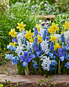 Vorfrühlings-Blumenmischung, blau und gelb