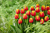 Tulpe (Tulipa) 'Pride of Europe'