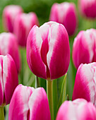 Tulpe (Tulipa) 'Angels Share'