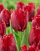 Tulpe (Tulipa) 'Philly Belle'