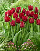 Tulpe (Tulipa) 'Philly Belle'