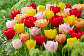 Tulipa double early blend