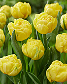 Tulpe (Tulipa) 'Golden Jewel'
