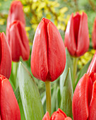 Tulpe (Tulipa) 'Spot On'