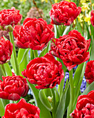 Tulpe (Tulipa) 'Ernst Star'