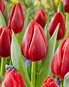 Tulpe (Tulipa) 'Torro'