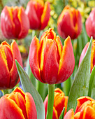 Tulpe (Tulipa) 'Imon'