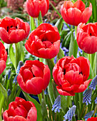 Tulipa Belgravia