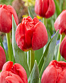 Tulpe (Tulipa) 'Old Faithfull'
