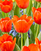 Tulpe (Tulipa) 'Darwiorange'