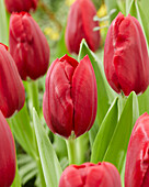 Tulpe (Tulipa) 'Make a Wish'